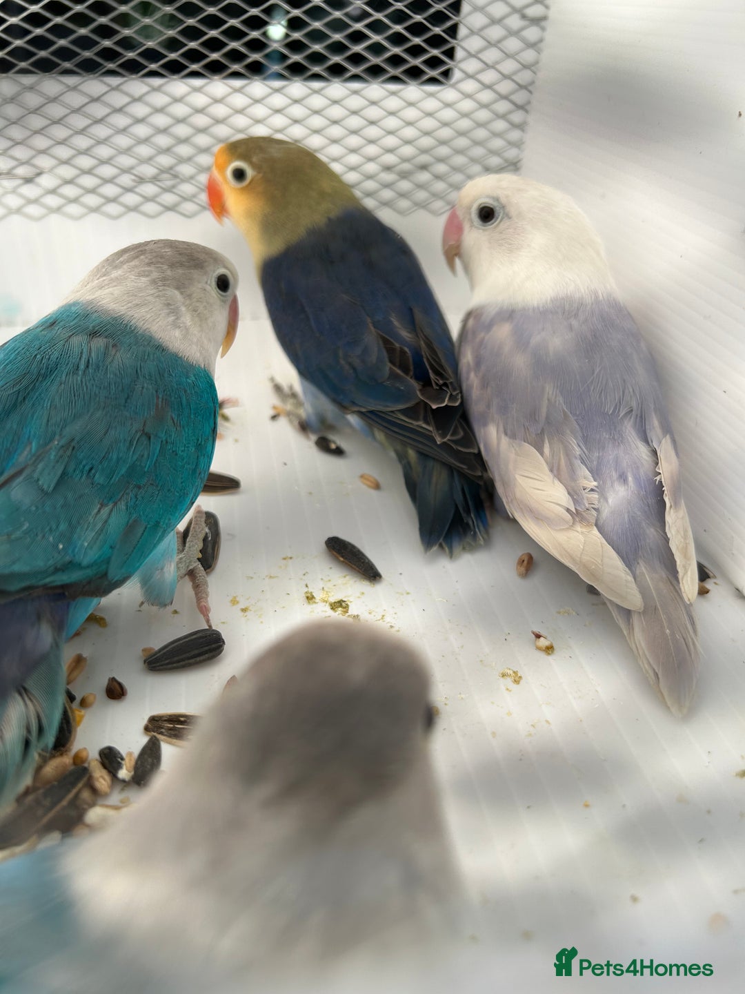 Lovebirds birds for sale: Various Baby Fishers Lovebirds - Image 1