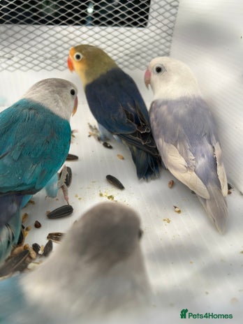 Lovebirds birds - Advert 4