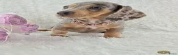 Miniature Dachshund dogs for sale: Stunning Miniature Dachshund Puppies  - Advert 21