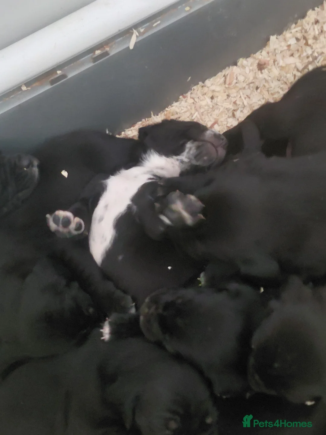 Mixed Breed dogs for sale: Golden retriever x dalmatian - Advert 26