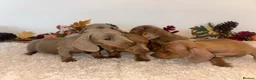 Dachshund dogs for sale: 🐾 LILAC DAPPLE DACHSHUND PUPPIES 🐾 in Coventry - Advert 5