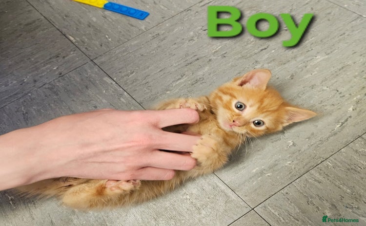 Mixed Breed cats - Advert 11
