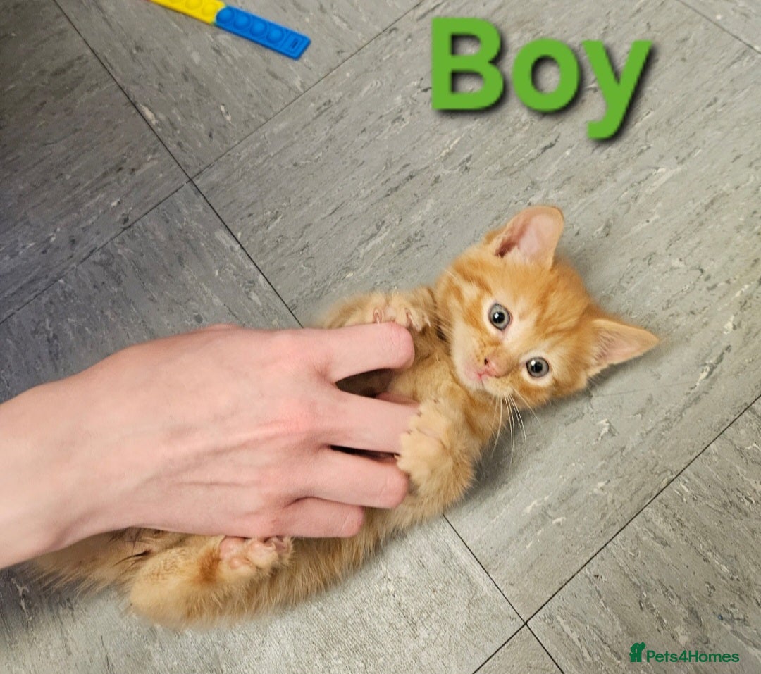 Mixed Breed cats for sale: Male Ginger kittens - Image 1