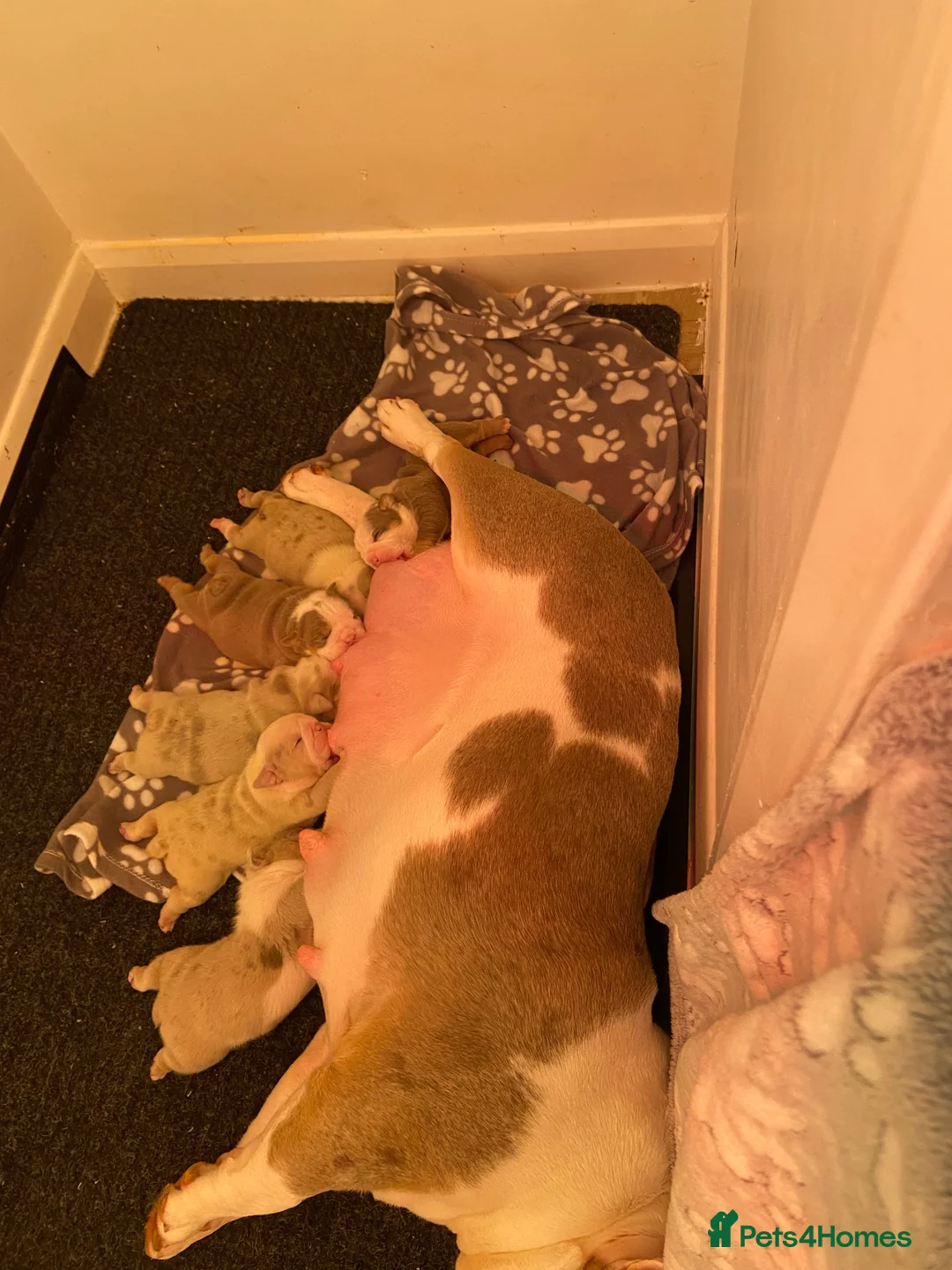 English Bulldog dogs for sale: The most beautiful bulldogs in manny - Advert 4