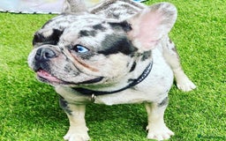 French Bulldog dogs for stud: 💎Blue & Tan 🤎 Merle French bulldog stud 🧬🔥 in Manchester - Image 10