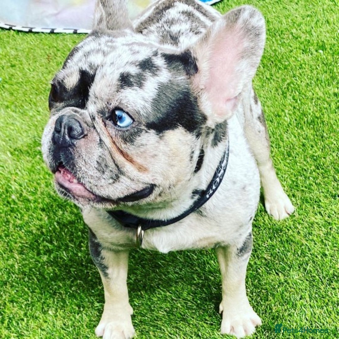 French Bulldog dogs for stud: 💎Blue & Tan 🤎 Merle French bulldog stud 🧬🔥 in Manchester - Image 10