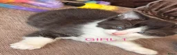 Mixed Breed cats for sale: 4 stunning long haired mixed breed kittens in Wakefield - Advert 2