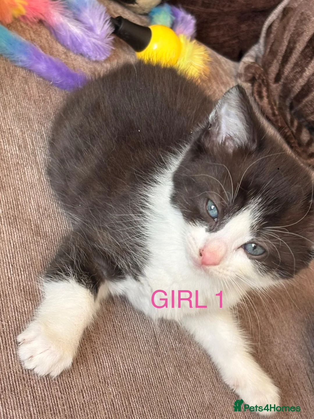Mixed Breed cats for sale: 4 stunning long haired mixed breed kittens in Wakefield - Advert 2