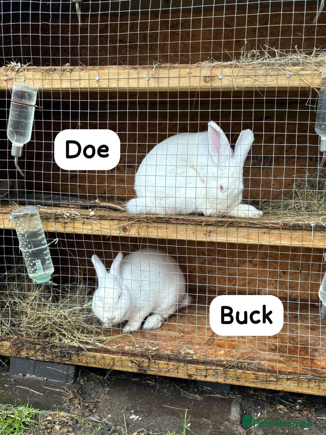 New Zealand rabbits for sale: Rabbits New Zealand white Breeding Pair, Adult - Advert 2
