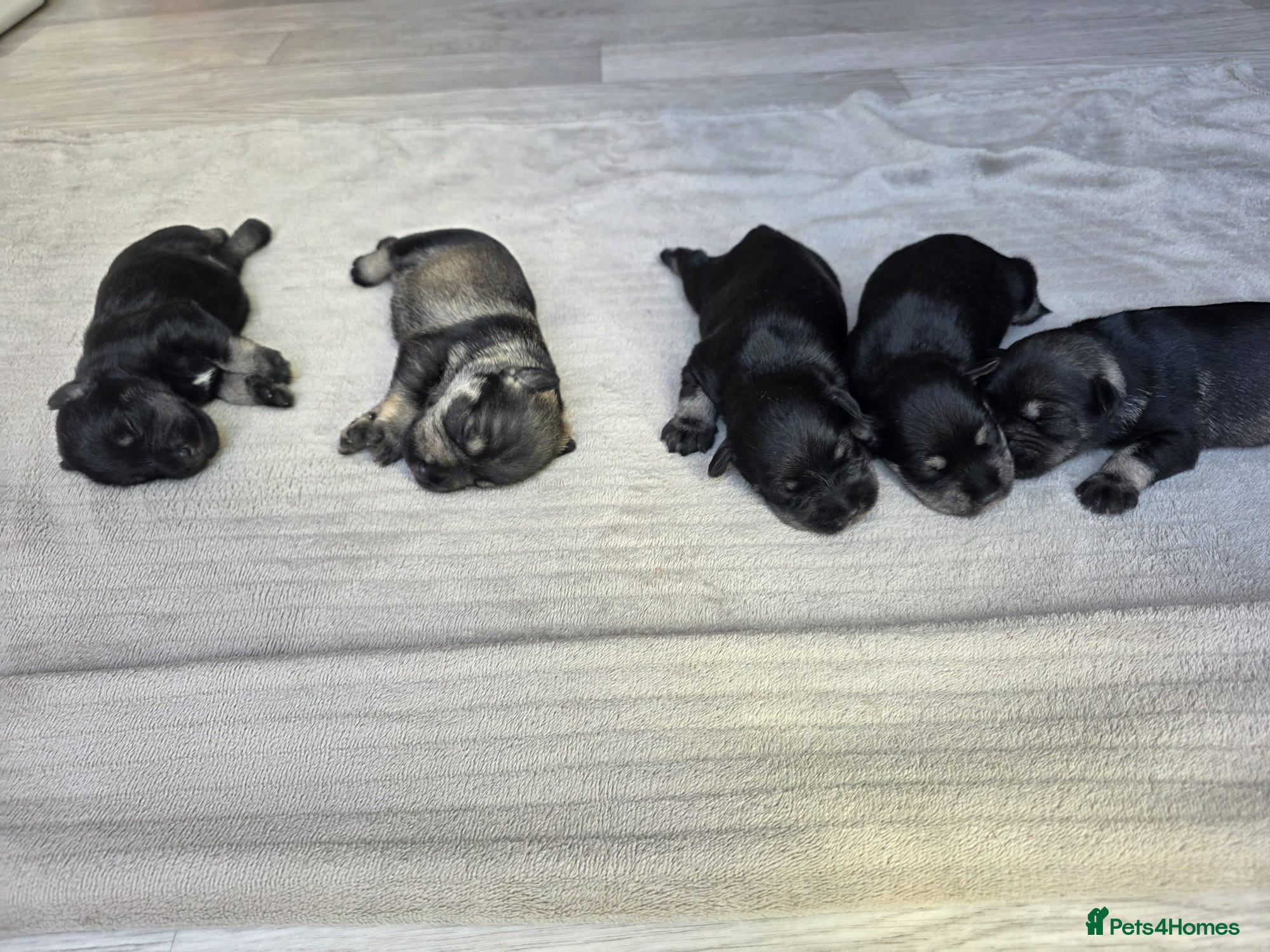 Miniature Schnauzer dogs for sale: Outstanding Miniature Schnauzer puppies - Advert 3