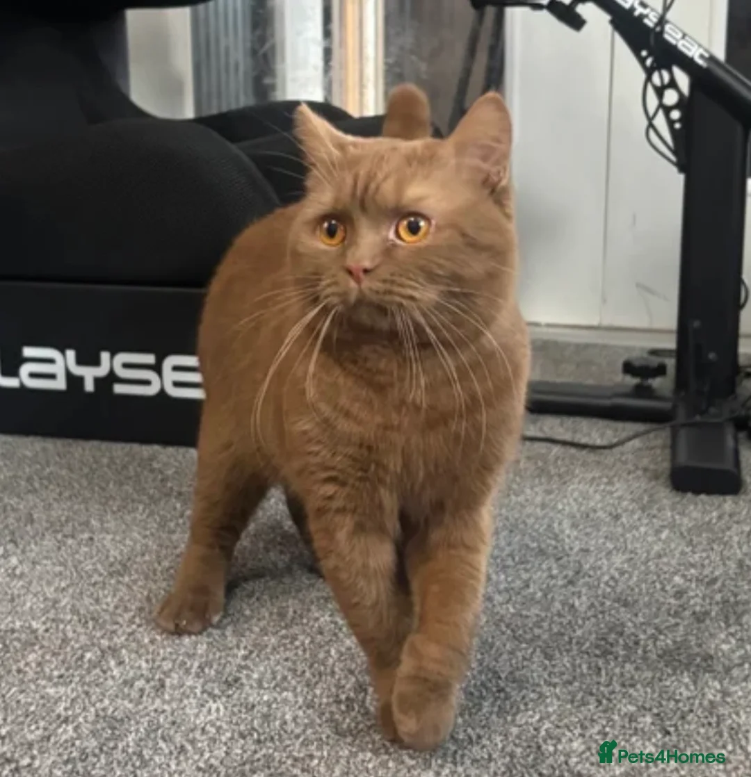 British Shorthair cats for stud: GCCF registered cinnamon British short haired  - Advert 2