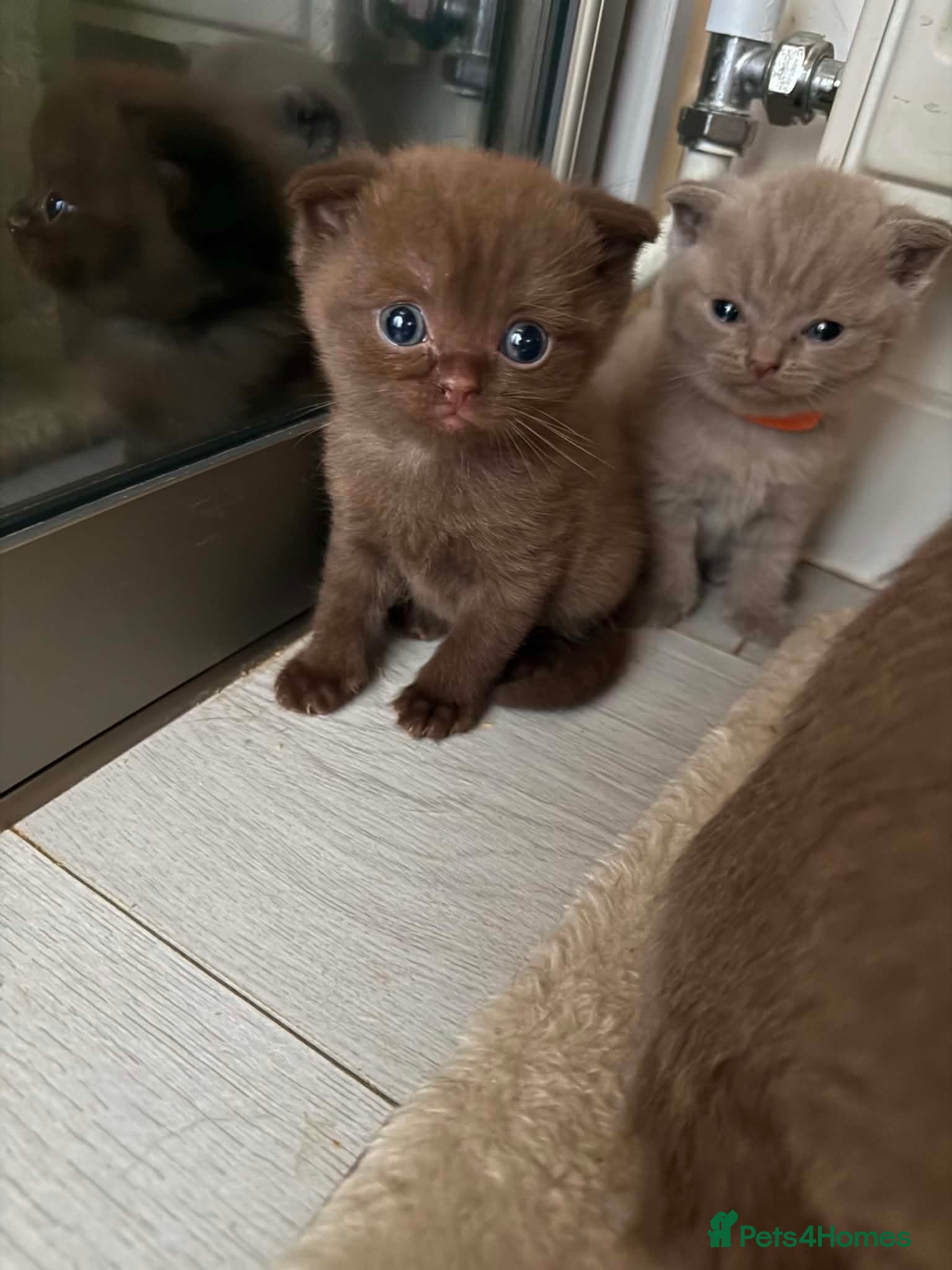 Scottish Fold cats Stunning Scottish fold/straight kittens😻 - Advert 2