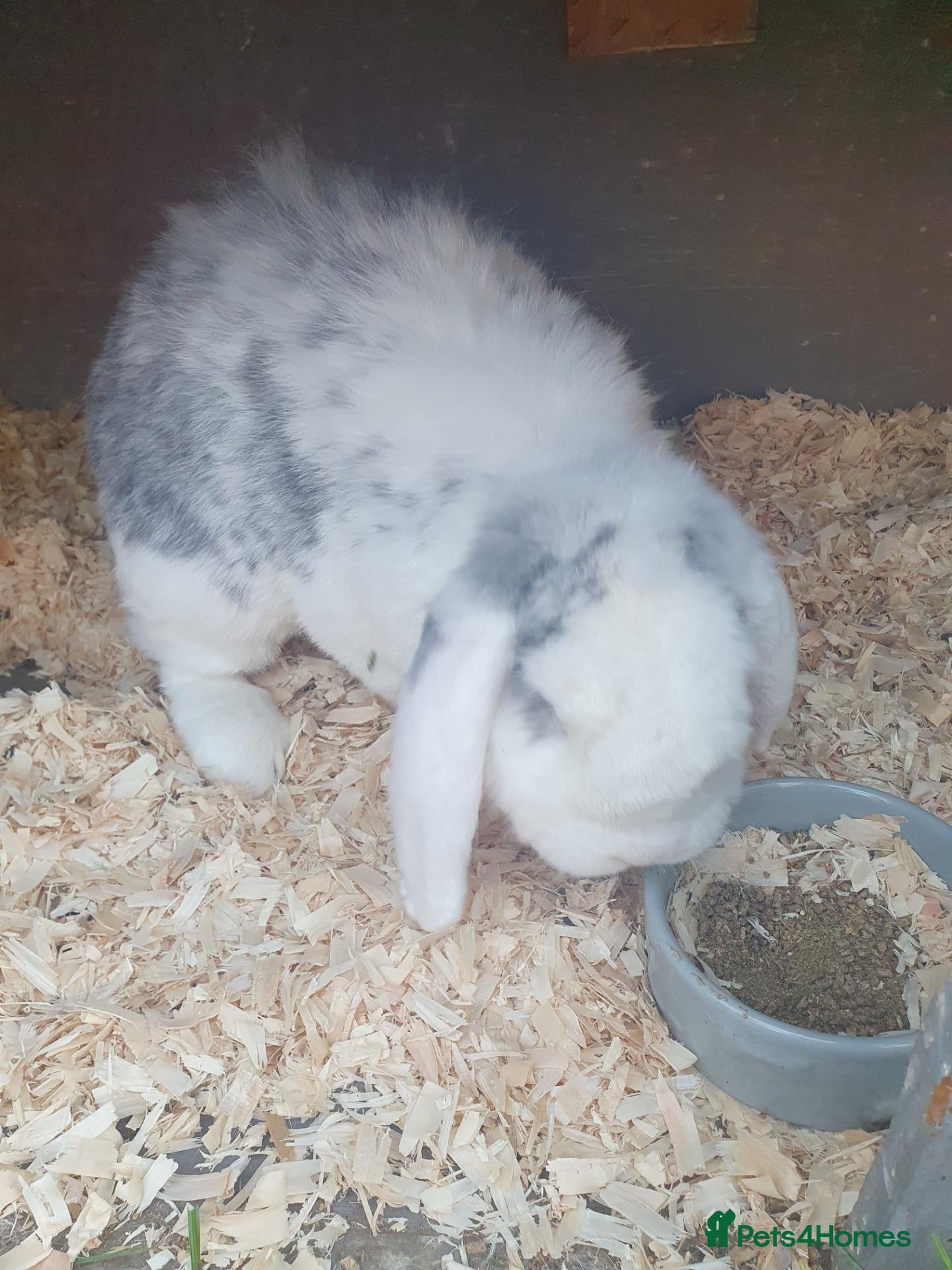 French Lop rabbits Various Vaccinated Giant French Lop - Advert 1
