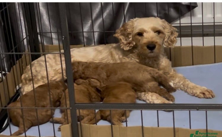 Cockapoo dogs - Advert 1