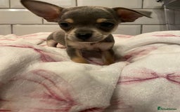 Chihuahua dogs for sale: Chihuahua puppies for sale  - Image 18