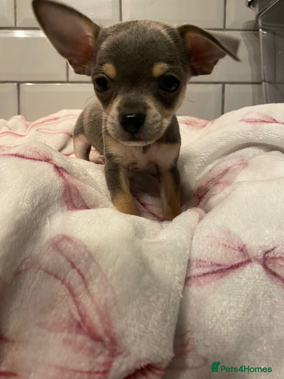 Chihuahua dogs for sale: Chihuahua puppies for sale  - Image 18