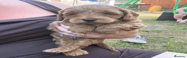 Cockapoo 5