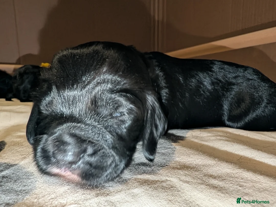 Sprocker dogs for sale: Sprocker spaniel - Advert 9