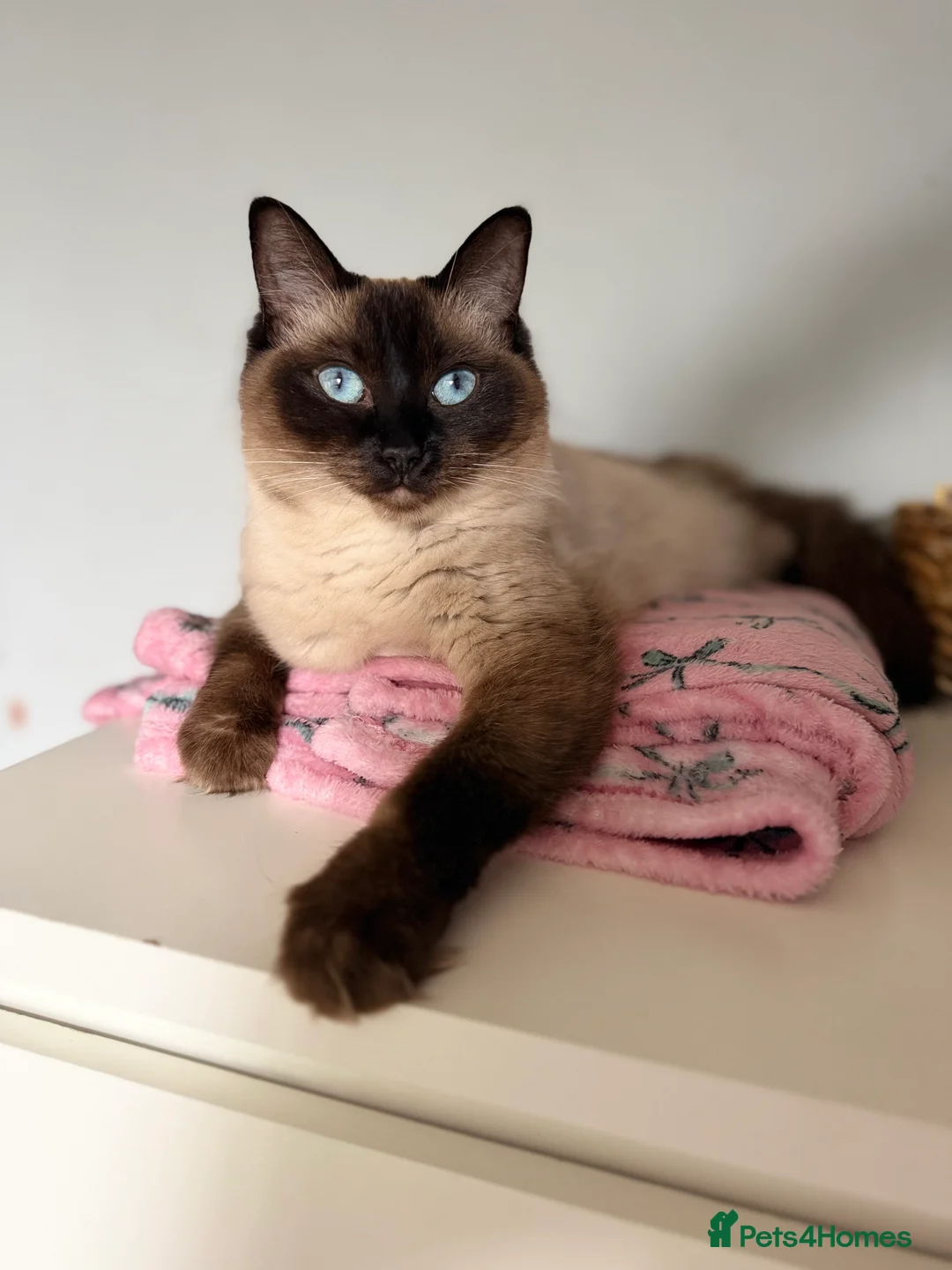 Ragdoll cats for sale: Stunning Ragdolls x Russian blue kittens  - Advert 3