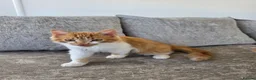 Mixed Breed cats for sale: 2x boy ginger white 16 weeks old must go together  - Advert 5