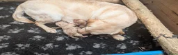 Labradoodle dogs for sale: Labradoodle puppies  - Advert 3