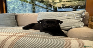Labrador Retriever dogs - Advert 11