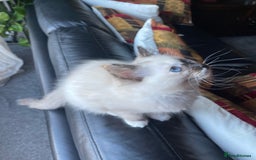 Ragdoll cats for sale: Ragdoll adults Purebred pedigree 5 generations  - Advert 20
