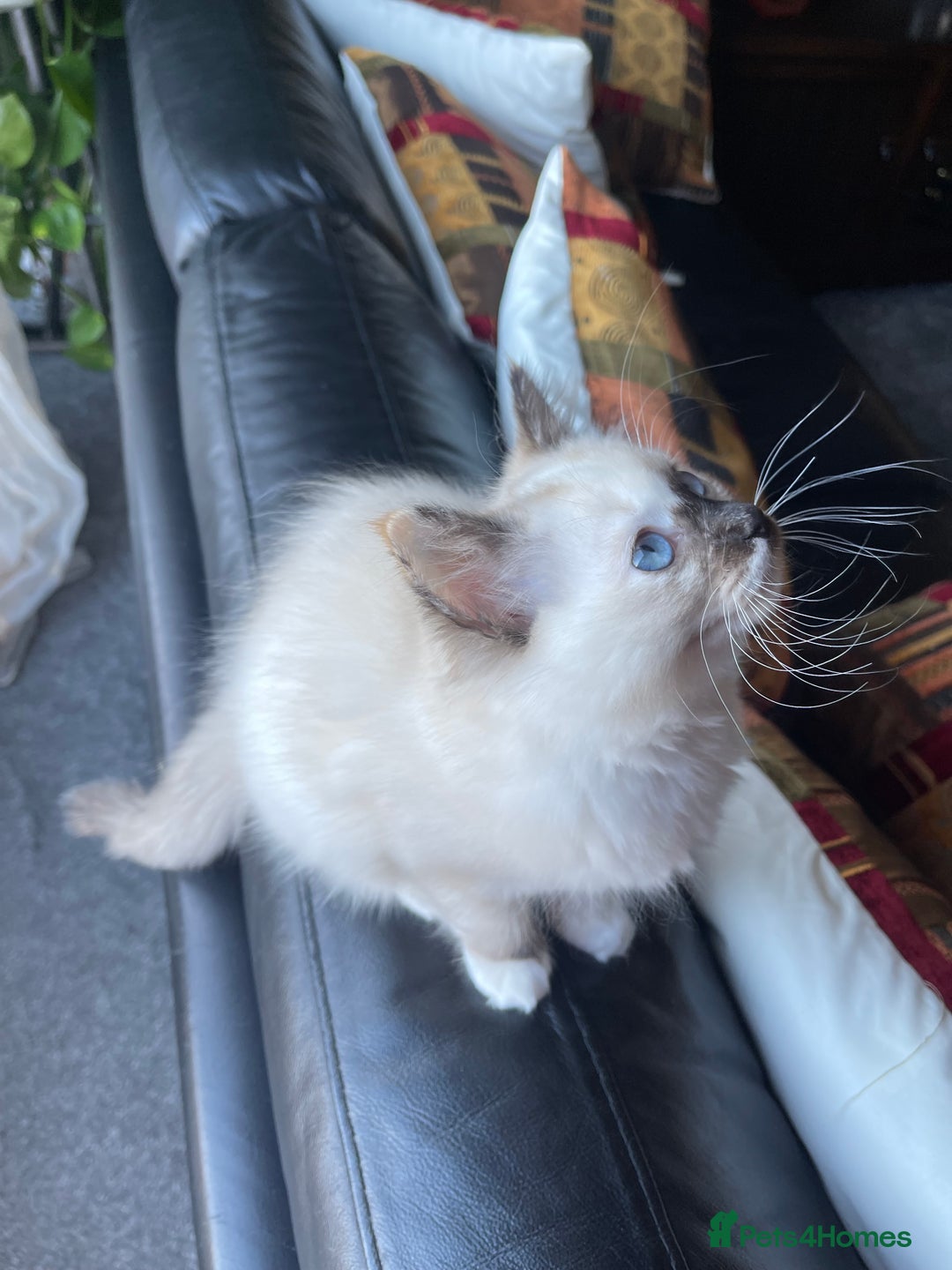 Ragdoll cats for sale: Ragdoll adults Purebred pedigree 5 generations  - Advert 20