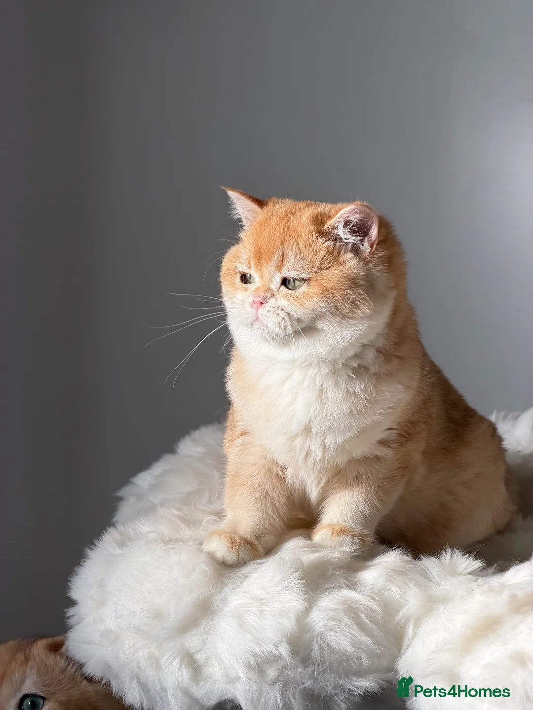 British Shorthair cats for sale: Teddy Bear 🧸 British Shorthair Golden kittens  - Advert 2