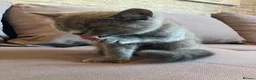 British Shorthair cats for sale: 💙 Gorgeous Blue British Shorthair Kittens  💙 - Advert 13