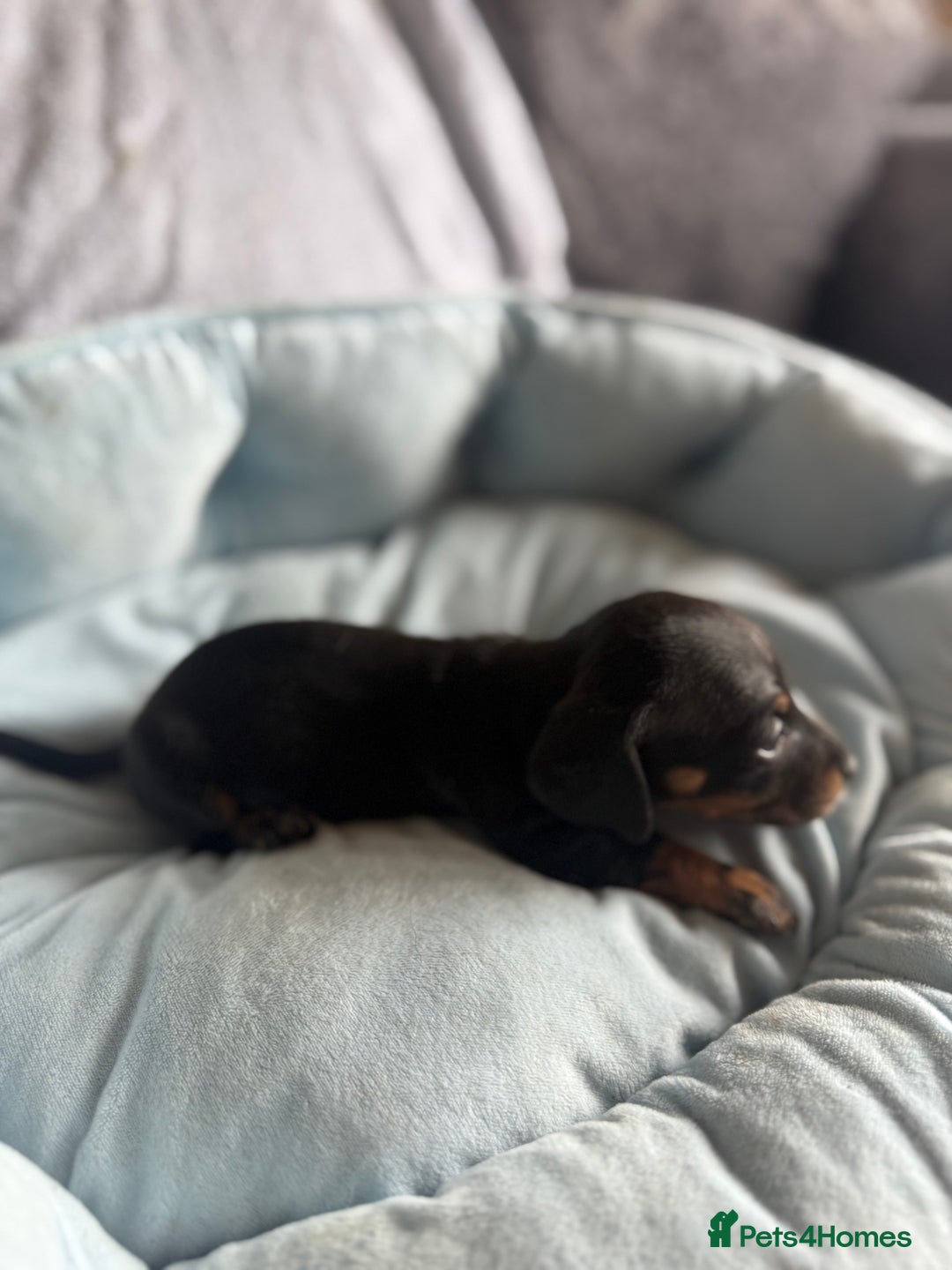 Miniature Dachshund dogs for sale: Miniature dachshund puppy’s  - Image 13