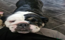 English Bulldog dogs for sale: Fluffy english bulldog female 2yrs born 2023 - Image 4
