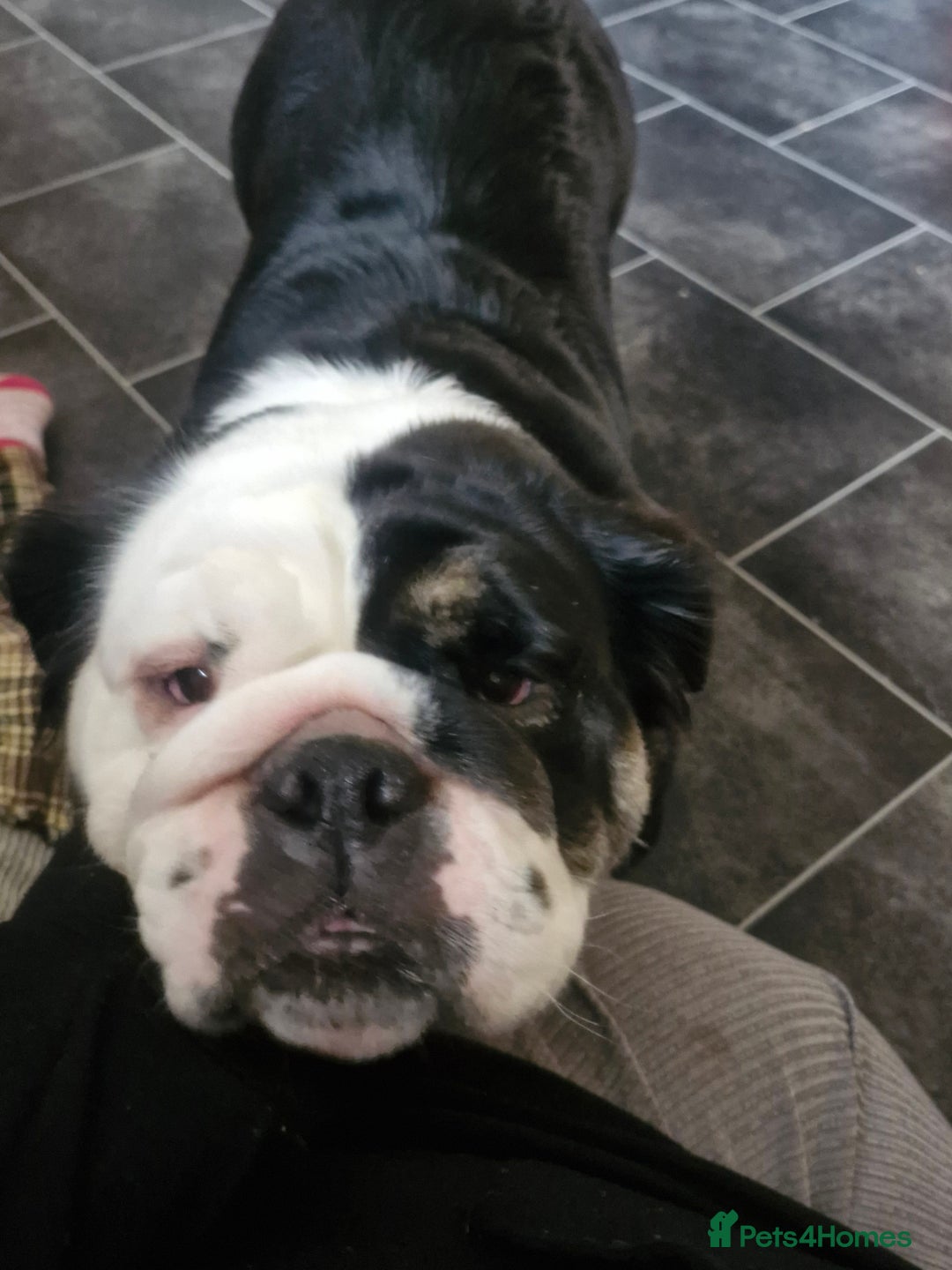 English Bulldog dogs for sale: Fluffy english bulldog female 2yrs born 2023 - Image 4