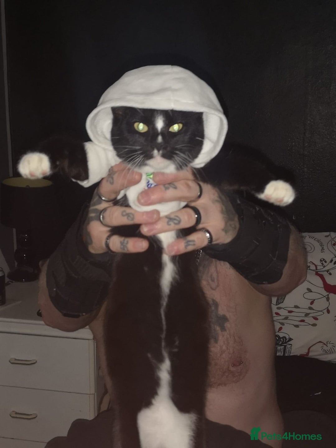 Mixed Breed cats for sale: Cat for sale - Image 1