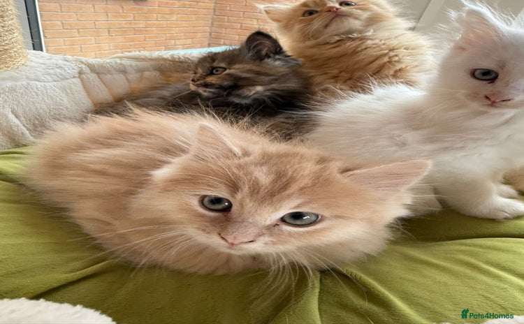 Ragdoll cats - Advert 16