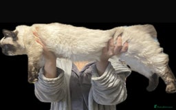 Ragdoll cats for stud: Fabulous Ragdoll for Stud  - Image 6