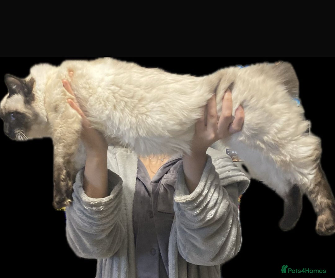 Ragdoll cats for stud: Fabulous Ragdoll for Stud  - Image 6