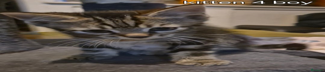 Kitten 4