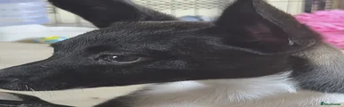 Mixed Breed Puppy 2