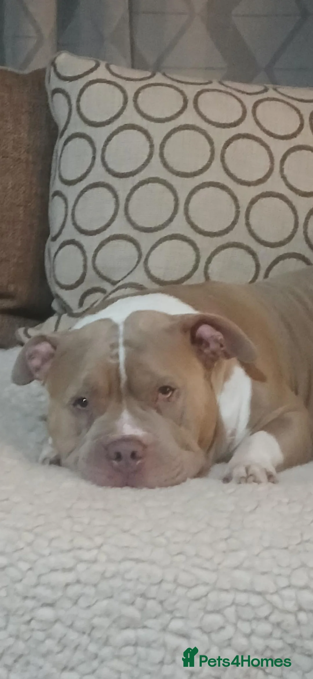 American Bully dogs for sale: Male Pocket Bully  - Advert 2