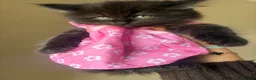 British Shorthair cats for sale: British Short Hair Kittens - Advert 9