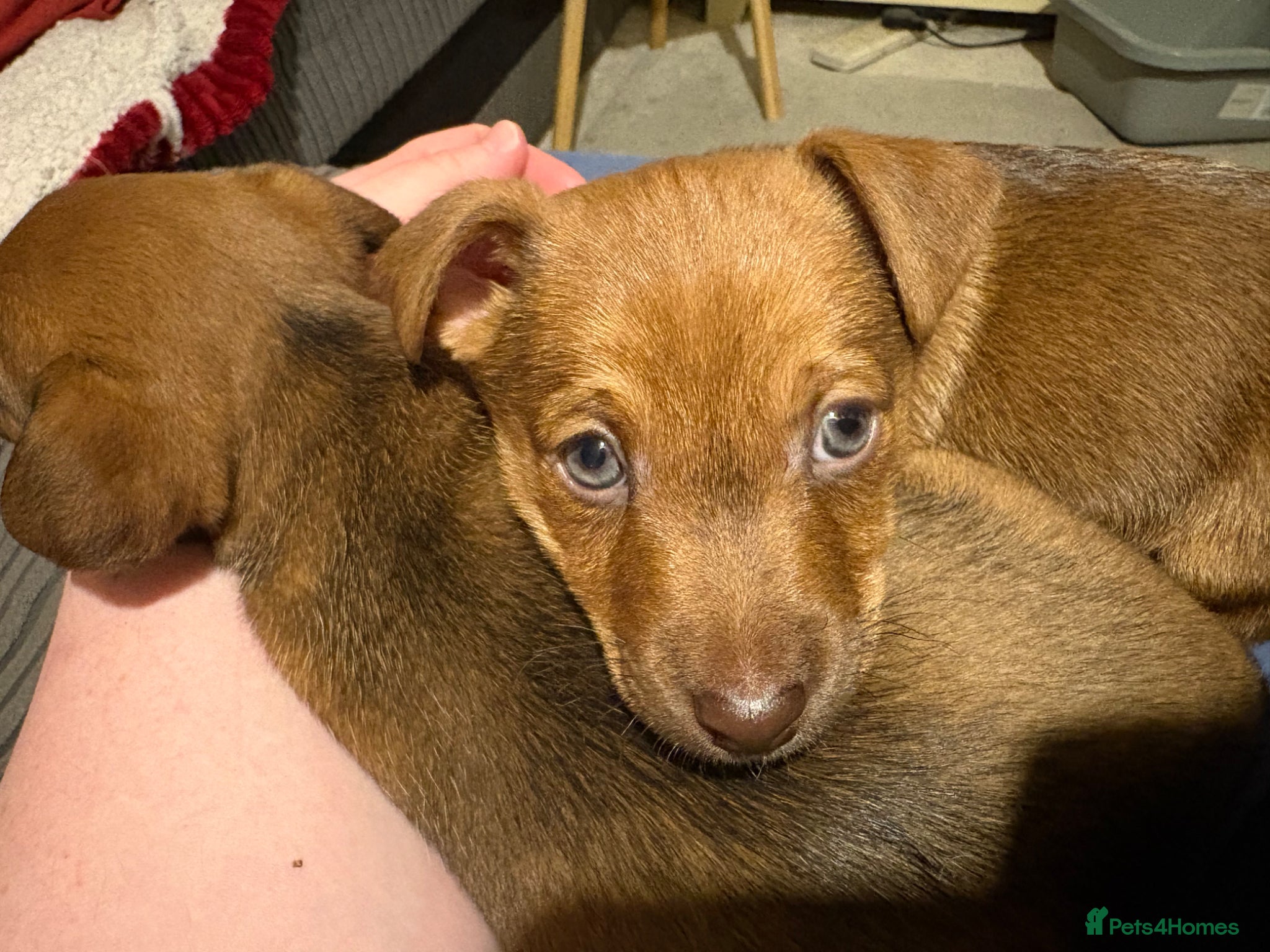 Jackapoo dogs Jackapoo puppies one boy left ready to go  - Advert 1