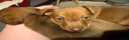 Jackapoo dogs for sale: Still available Jackapoo Boy - Advert 1