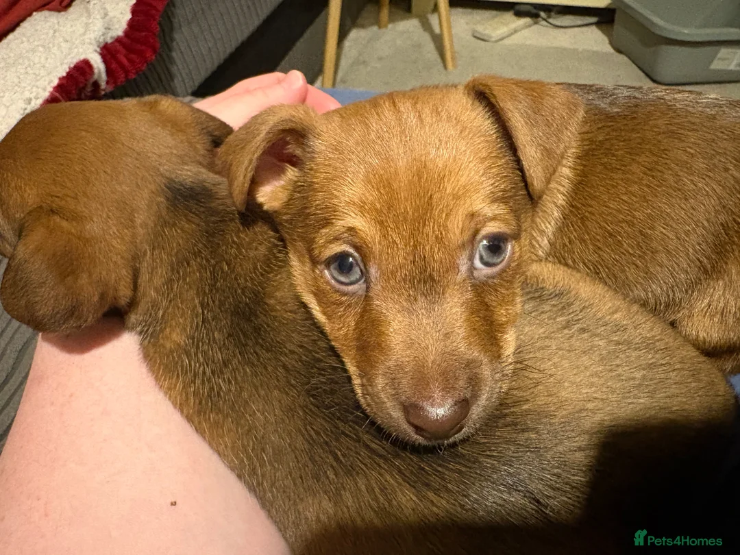 Jackapoo dogs for sale: Still available Jackapoo Boy - Advert 1