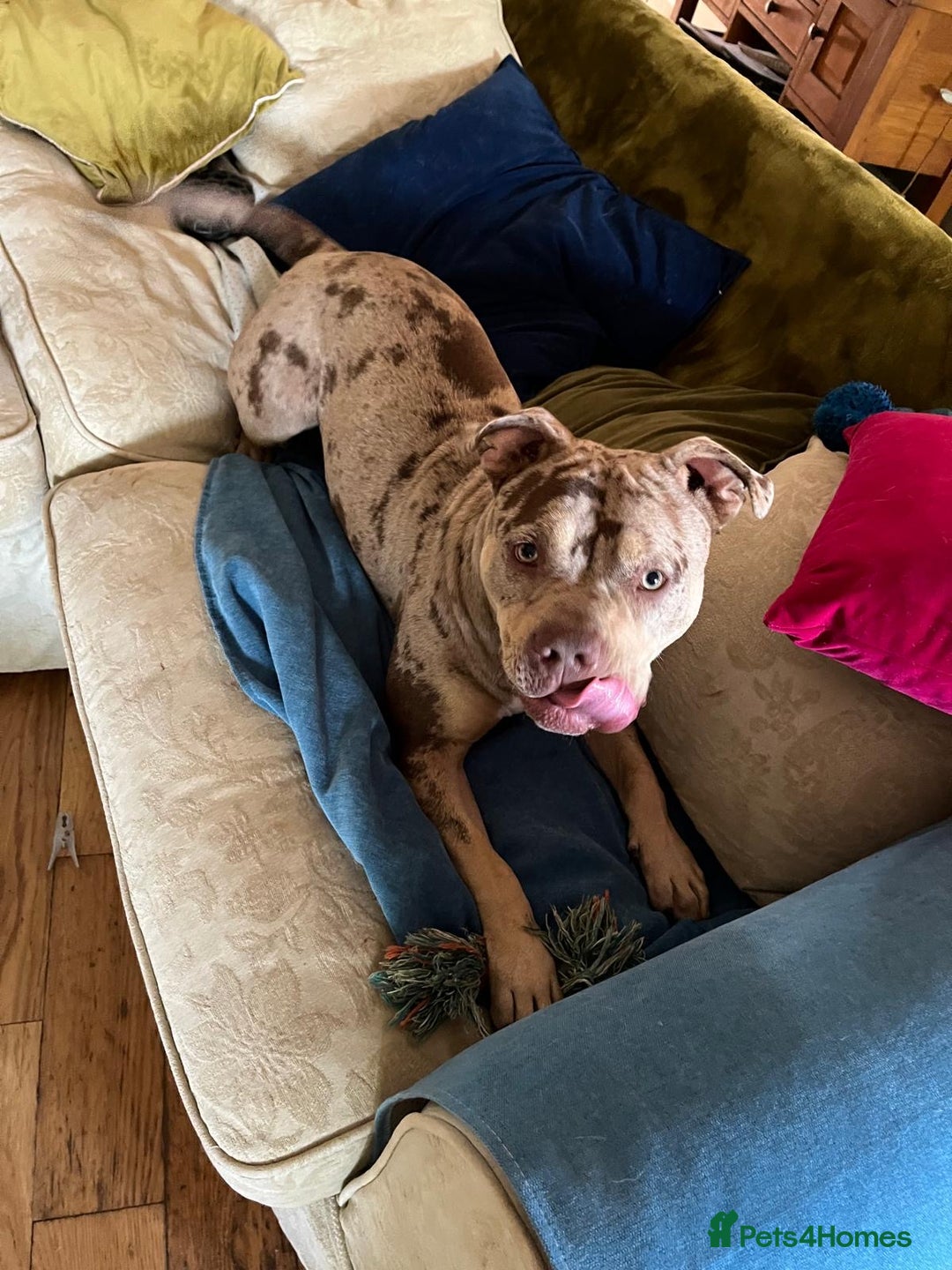 Mixed Breed dogs for sale: Female~ Ruby - Image 3
