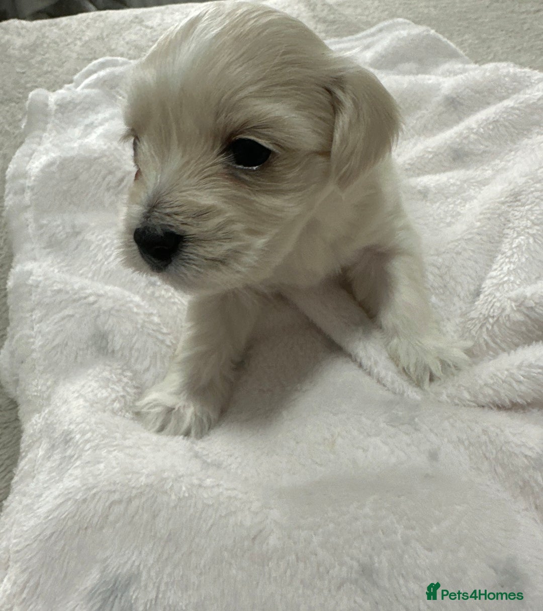 Bichon Frise dogs for sale: LAST PUPPY REMAINING - READY TO LEAVE 28th OFFERS! - Advert 15