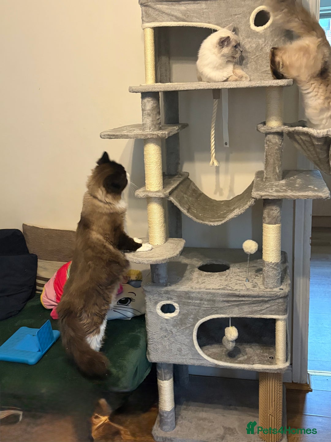 Ragdoll cats for stud: STUD ONLY - Advert 2