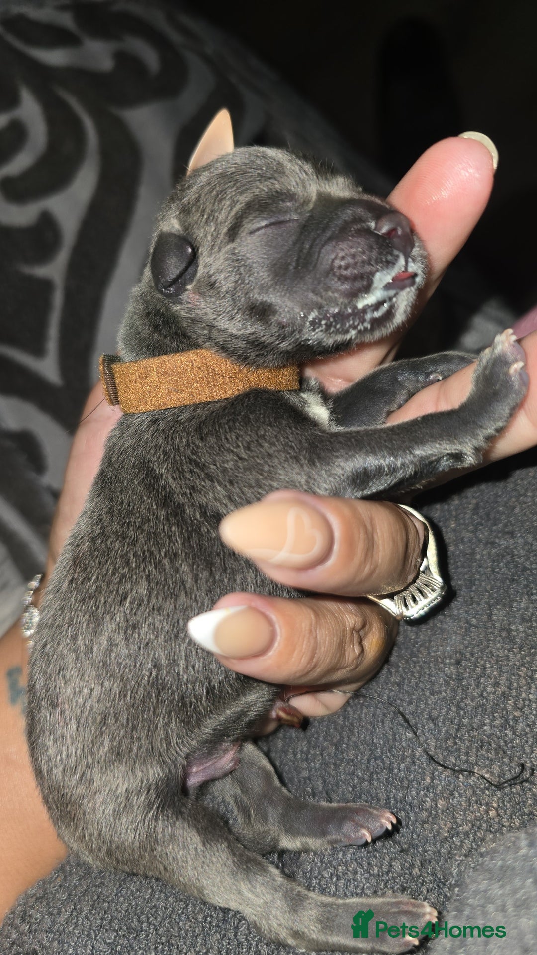 Staffordshire Bull Terrier dogs for sale: Puppies - Image 1