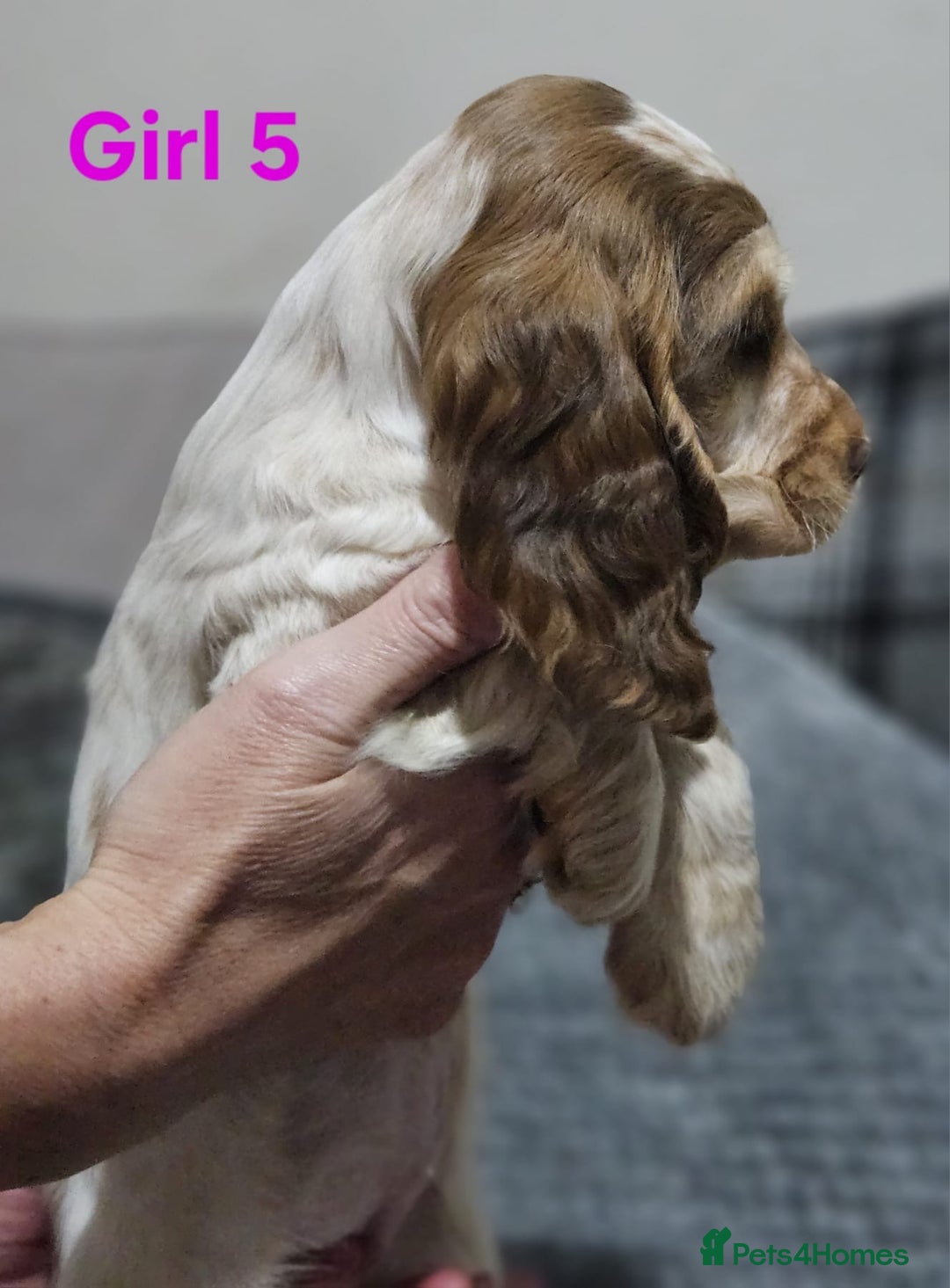 Cocker Spaniel dogs for sale: stunning show cockers - Image 19