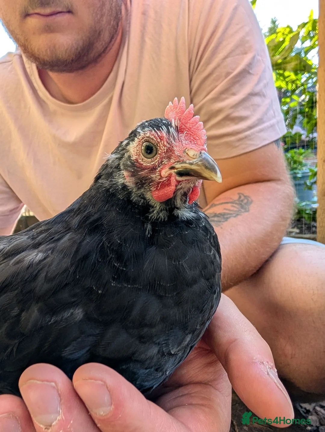 Chickens poultry for sale: Pekin bantam Cockerels  in Leicester - Advert 2